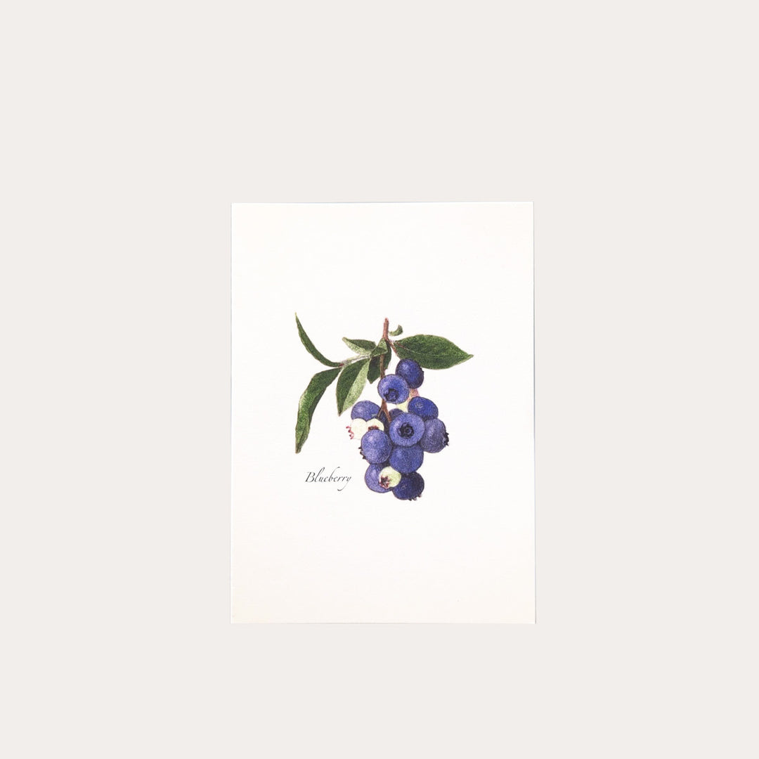 Blueberry | 8 Card Set