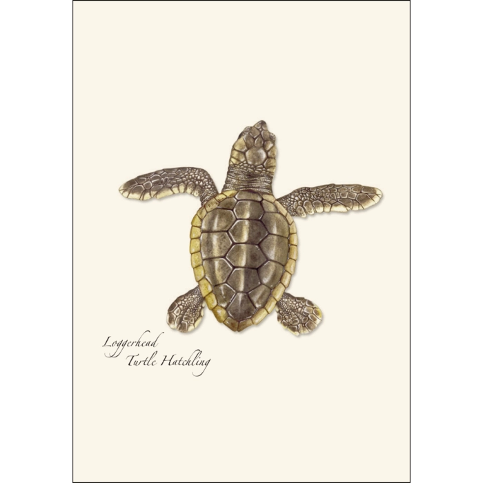 Sea Turtle Hatchling | Assorted 8 Card Set