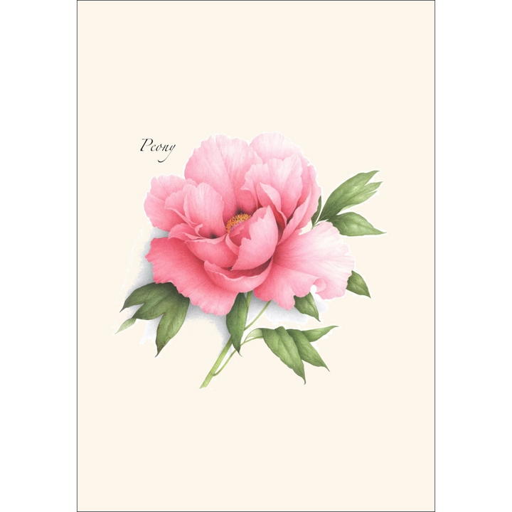 Peony  | Assorted 8 Card Set