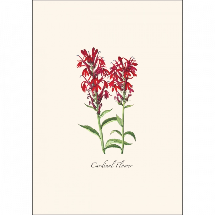 Meadow Wildflower | Assorted 8 Card Set