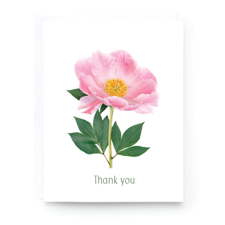 Peony Thank You | Greeting Card