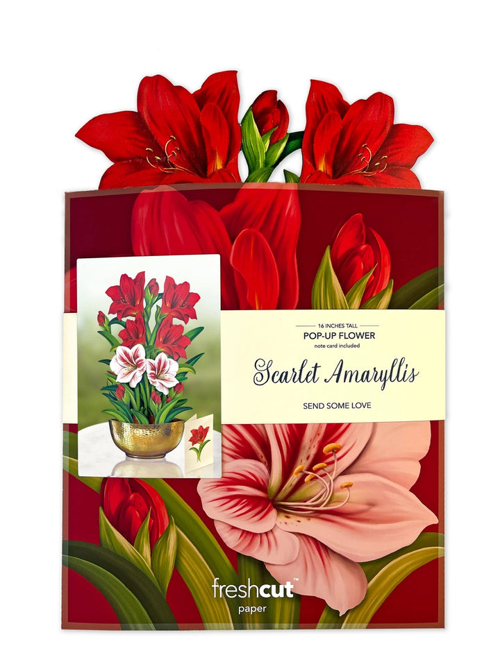 Scarlet Amaryllis Large Pop-Up Card