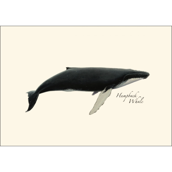 Whale | Assorted 8 Card Set