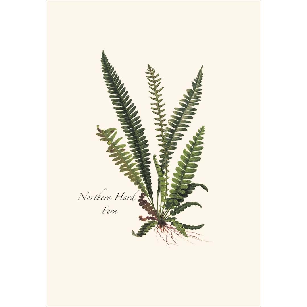 Fern Assortment II | Assorted 8 Card Set