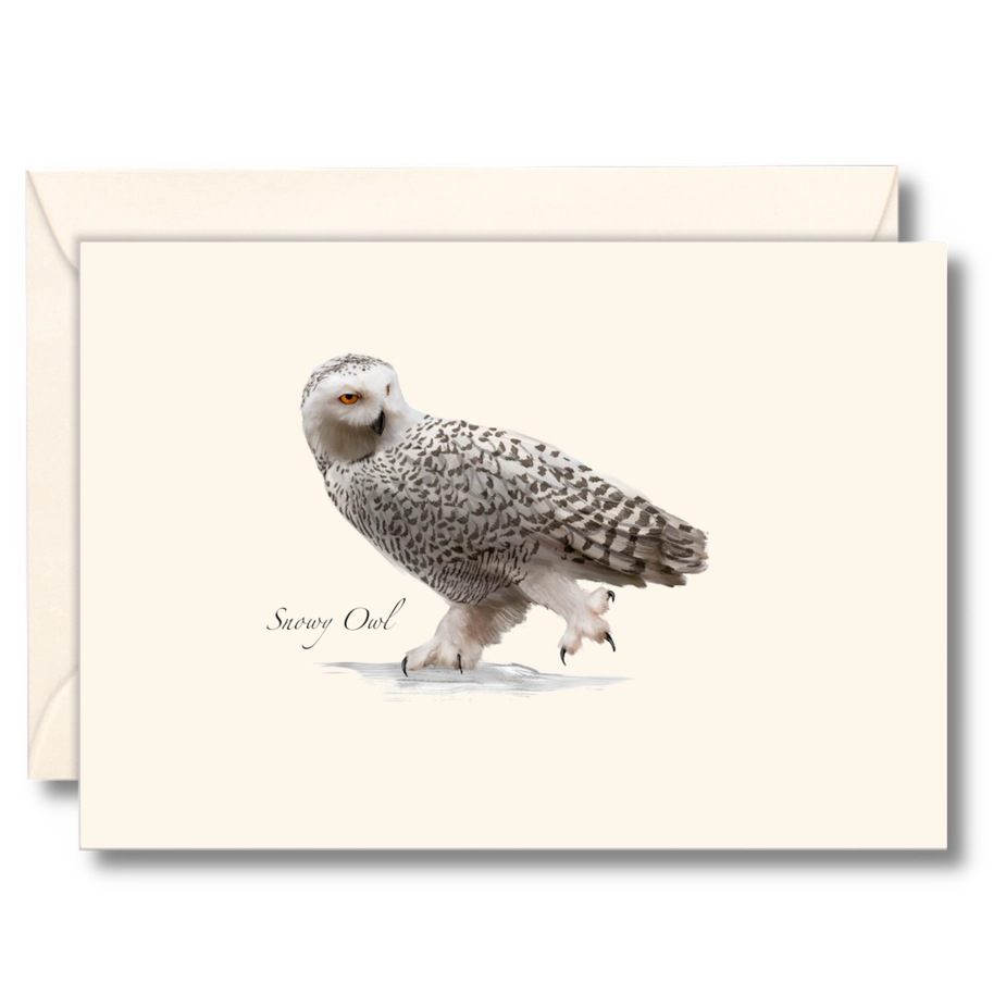 Snowy Owl | 8 Card Set