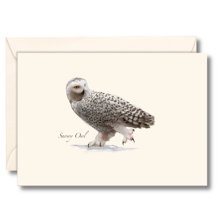 Snowy Owl | 8 Card Set