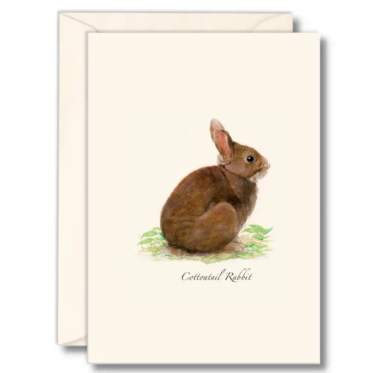Cottontail Rabbit | 8 Card Set