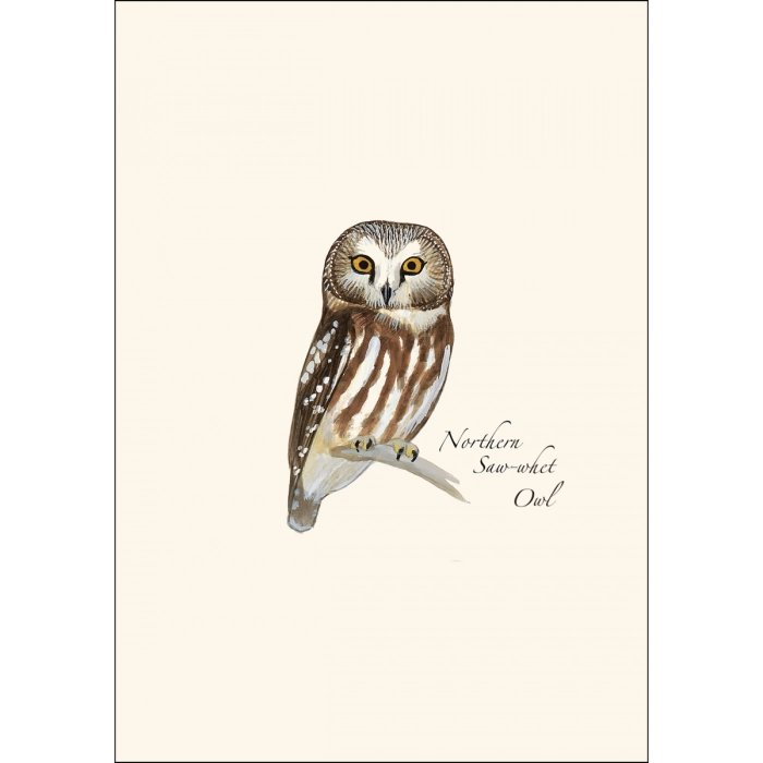 Sibley Owl | Assorted 8 Card Set