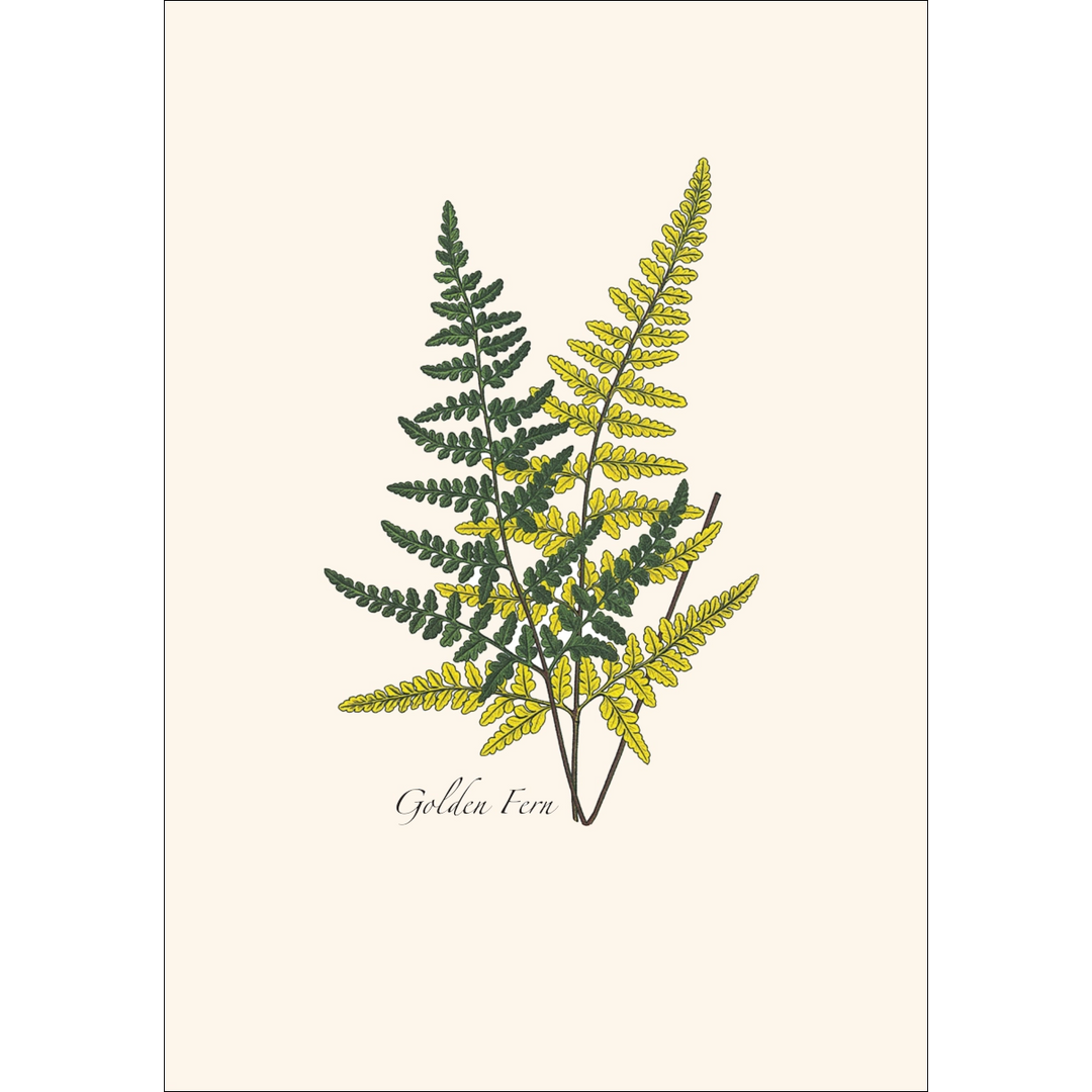 Fern Assortment II | Assorted 8 Card Set