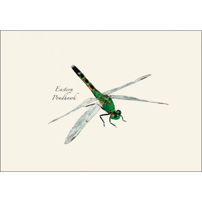 Dragonfly and Damselfly | Assorted 8 Card Set