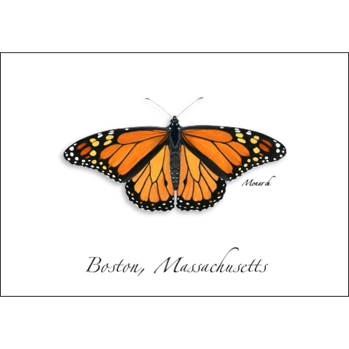 Monarch Butterfly | Greeting Card