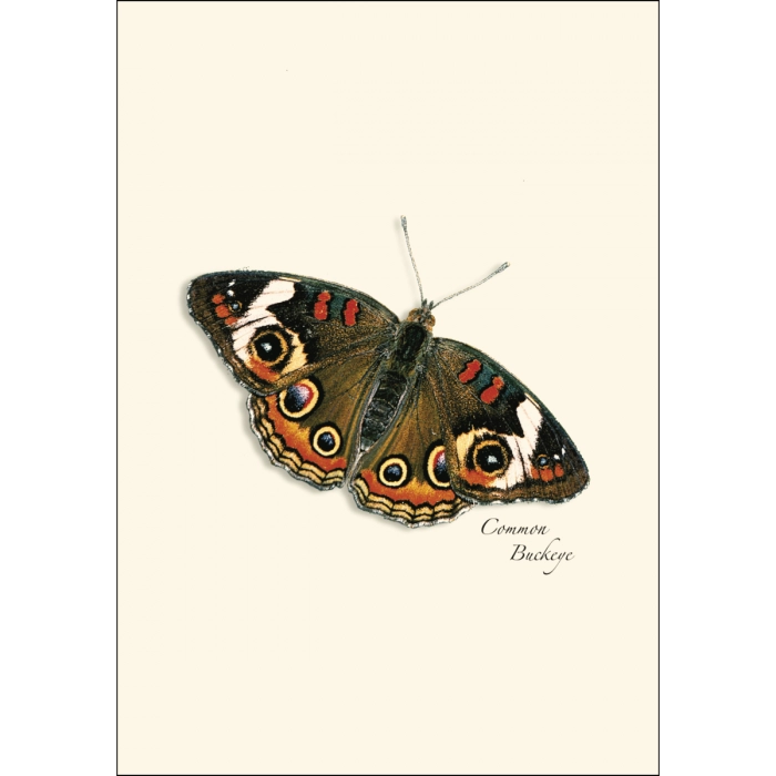 Butterfly | Assorted 8 Card Set