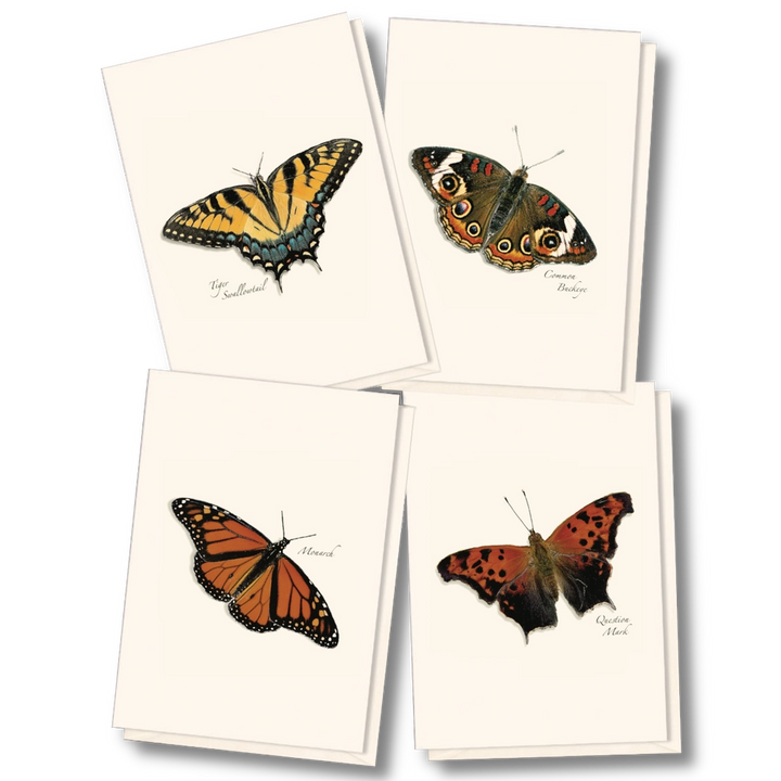 Butterfly | Assorted 8 Card Set