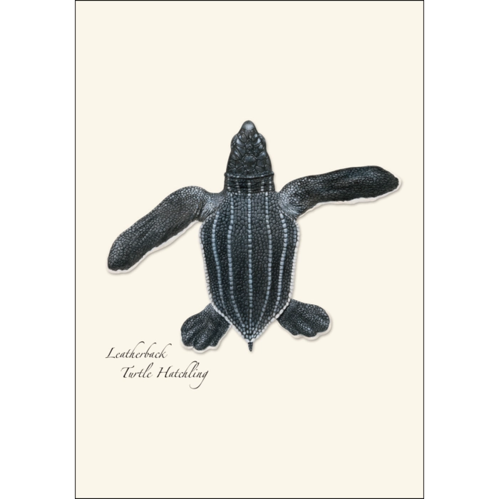 Sea Turtle Hatchling | Assorted 8 Card Set