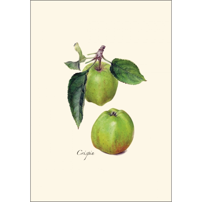 Heirloom Apple | Assorted 8 Card Set