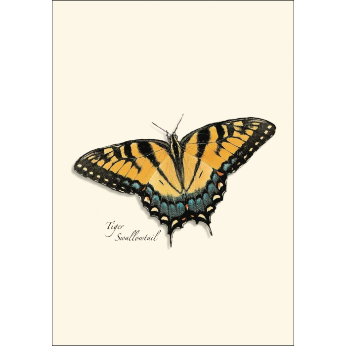 Butterfly | Assorted 8 Card Set