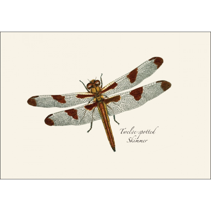 Dragonfly and Damselfly | Assorted 8 Card Set