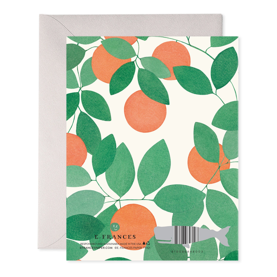 Orange Grove Thank You |  6 Cards Set