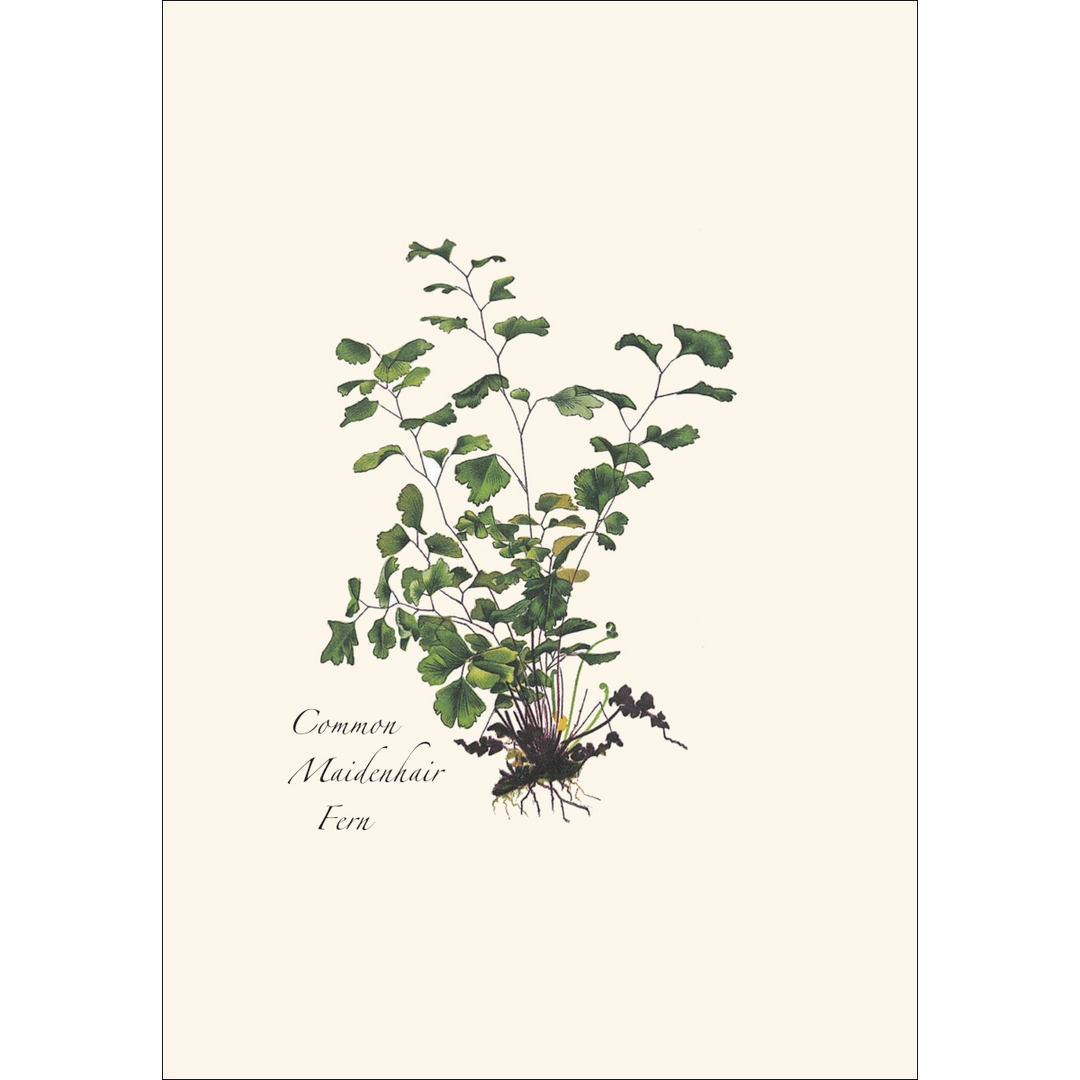 Fern Assortment II | Assorted 8 Card Set