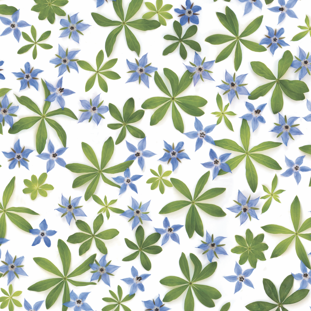 Sweet Woodruff and Borage | Gift Wrap