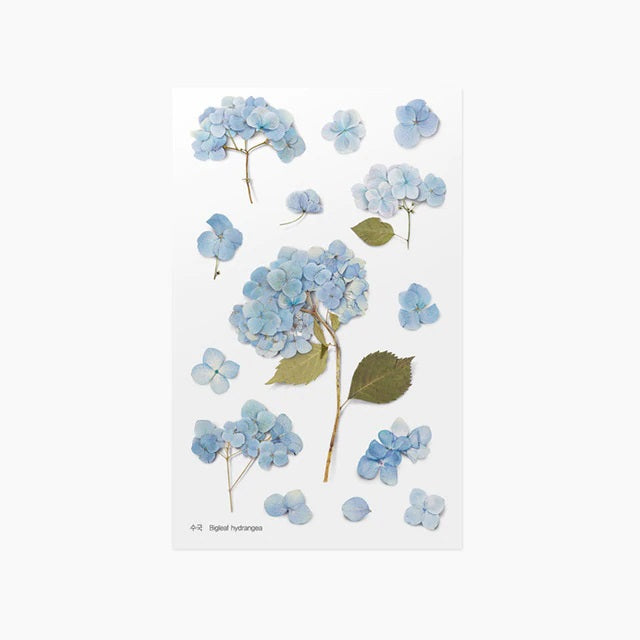 Bigleaf Hydrangea | Pressed Flower Sticker