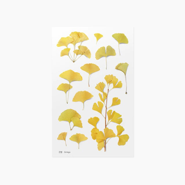 Ginkgo | Pressed Flower Sticker
