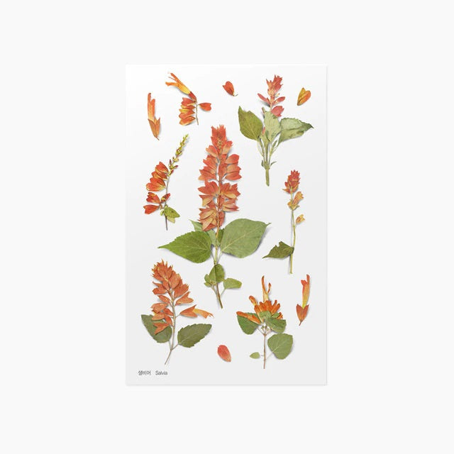 Salvia | Pressed Flower Sticker