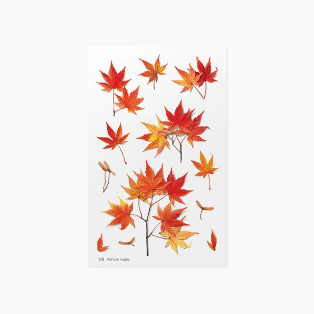 Palmate Maple | Pressed Flower Sticker