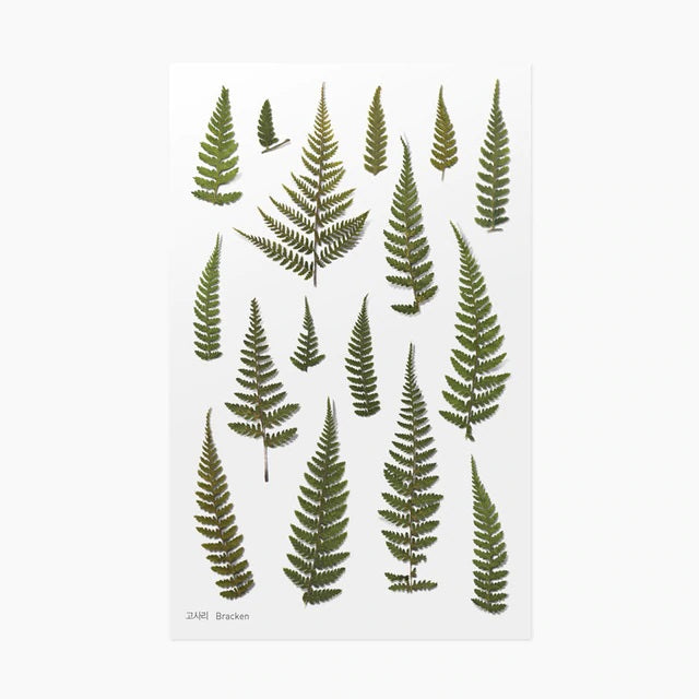 Bracken | Pressed Flower Sticker