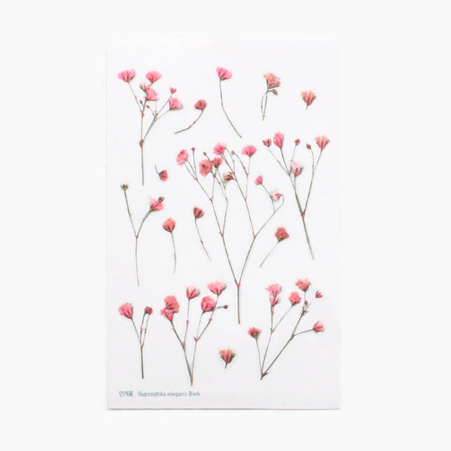 Gypsophila | Pressed Flower Sticker