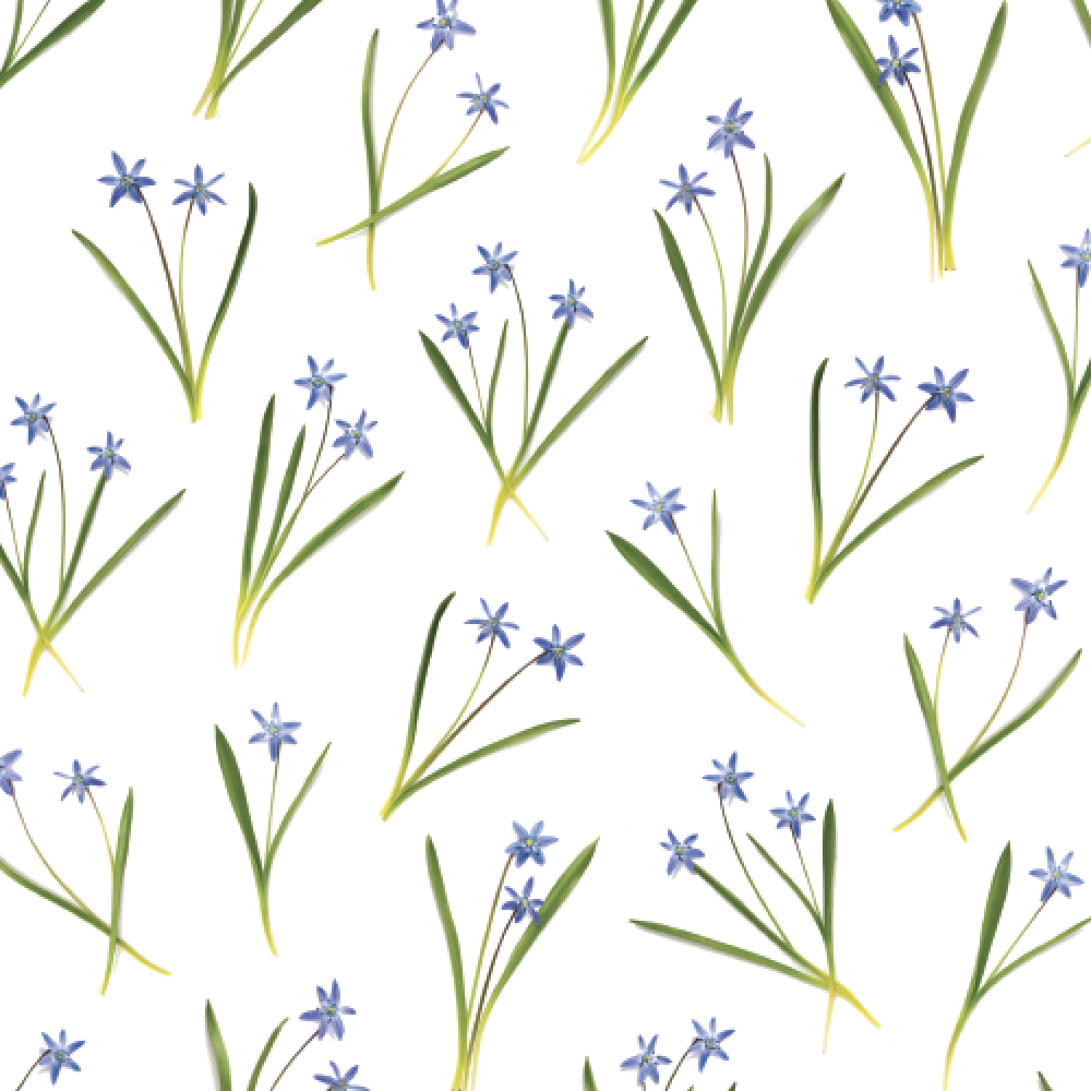 Blue Spring Flowers | Gift Wrap
