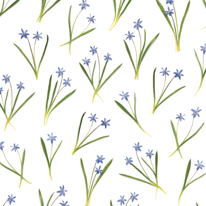 Blue Spring Flowers | Gift Wrap