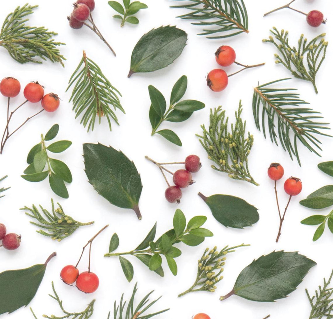 Evergreens and Berries | Gift Wrap