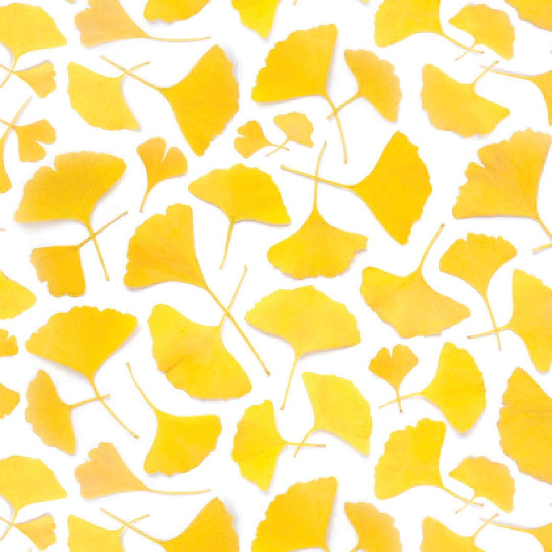 Yellow Ginkgo Leaves | Gift Wrap