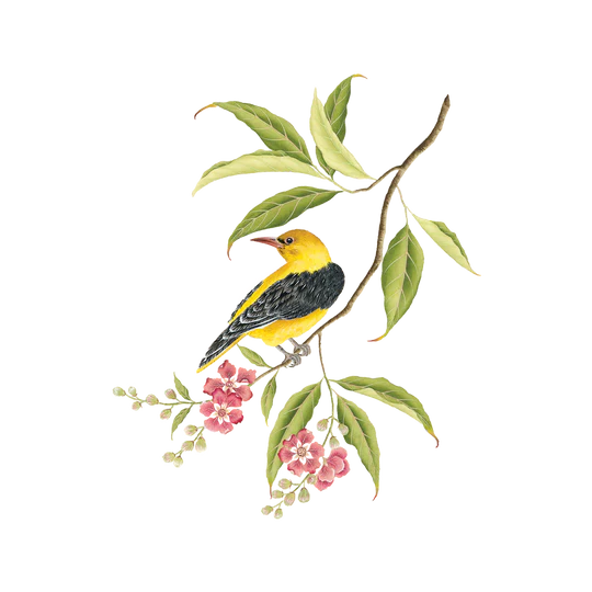 Golden Oriole | Temporary Tattoo Pair